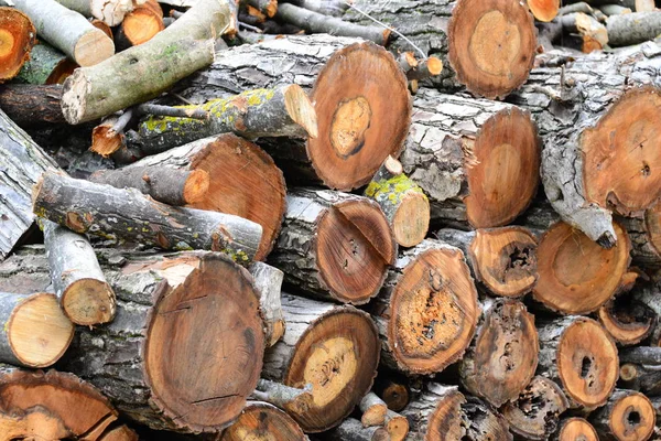積み上げ木杭樹皮 — ストック写真