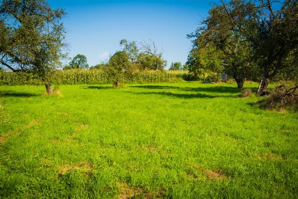 Wiese Ist Ein Offener Lebensraum Oder Feld Bepflanzt Mit Gras — Stockfoto