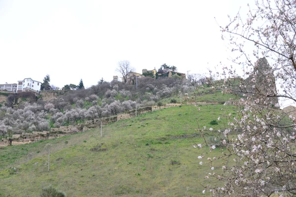 Paisagem Primavera Com Flores Árvores — Fotografia de Stock