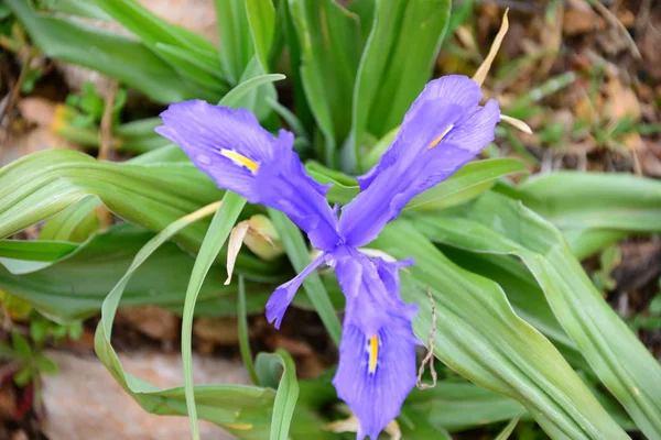 Lente Banketten Spanje — Stockfoto