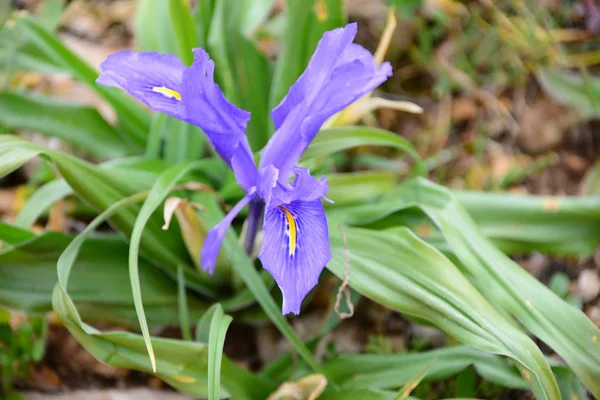 Gyönyörű Tavaszi Virágok Erdőben — Stock Fotó