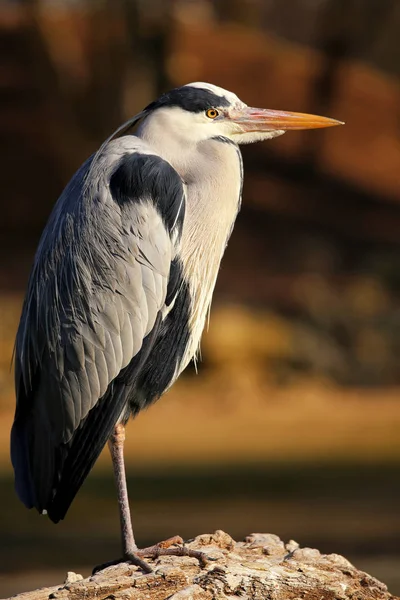 Szürke Heron Ardea Cinerea Veszi Napozás Februárban — Stock Fotó