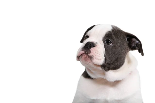 Oud Oud Engels Bulldog Puppy Naar Links Kijkend — Stockfoto
