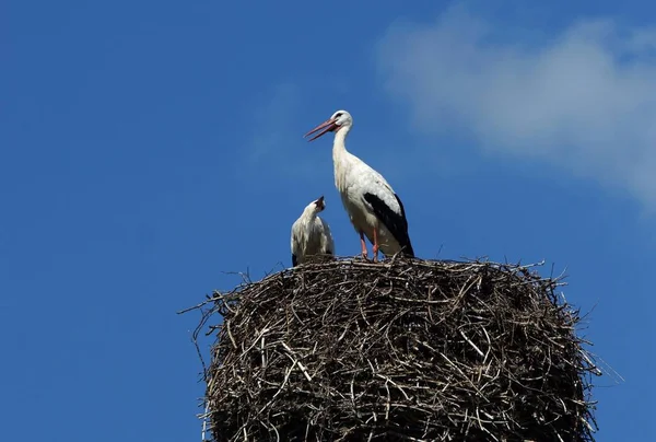 Storkfågel Djurliv Naturfauna — Stockfoto