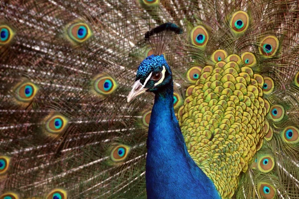 Balzender Blue Peacock Pavo Cristatus Beats Wheel — 스톡 사진