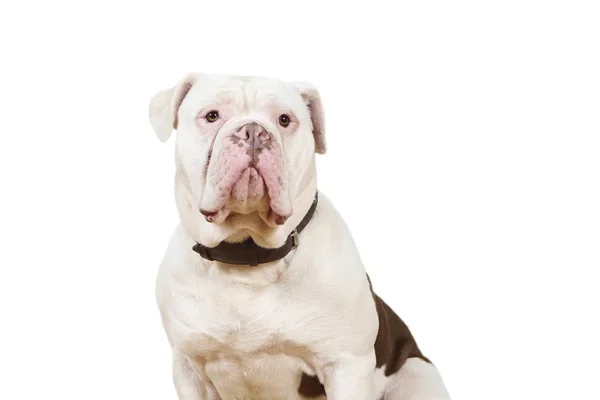 Oud Engels Bulldog Olde Zit Kijkt Naar Met Trouwe Hond — Stockfoto