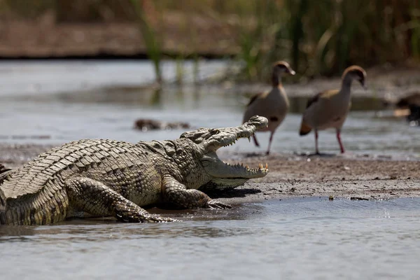 Crocodile Dangerous Reptile Animal — Stock Photo, Image