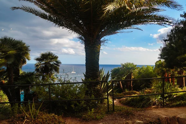 Palmbomen Tropische Tuin — Stockfoto