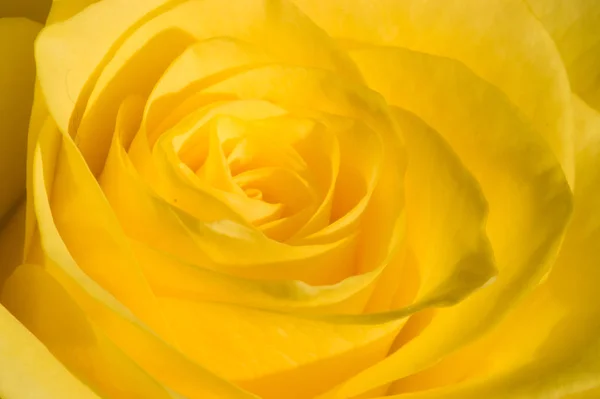 细腻柔软的黄玫瑰特写 — 图库照片