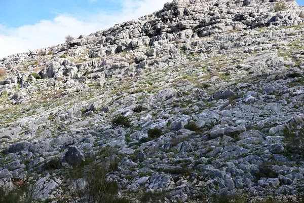 Birds Ronda Costa Del Sol Spain Sierra Ronda Gebirge Ronda — 스톡 사진