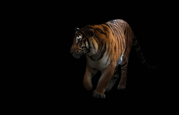 Бенгальский Тигр Бродит Темноте — стоковое фото