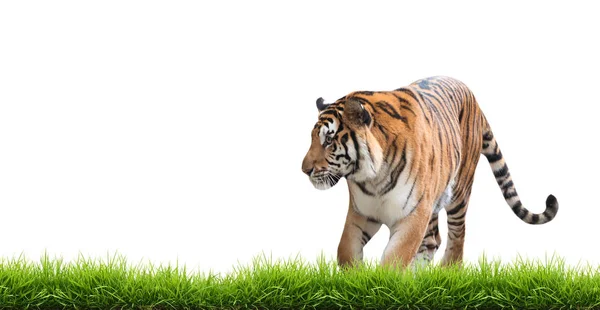 Самец Бенгальского Тигра Белом Фоне — стоковое фото