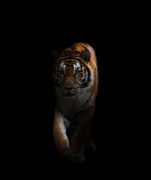 Μπένγκαλ Τίγρης Είναι Στο Σκοτάδι — Φωτογραφία Αρχείου