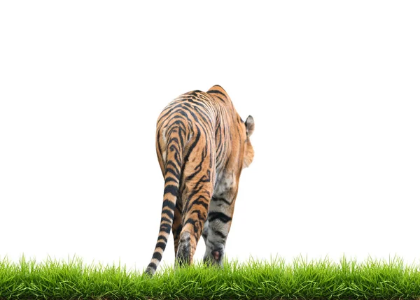 Männlicher Bengaltiger Isoliert Auf Weißem Hintergrund — Stockfoto