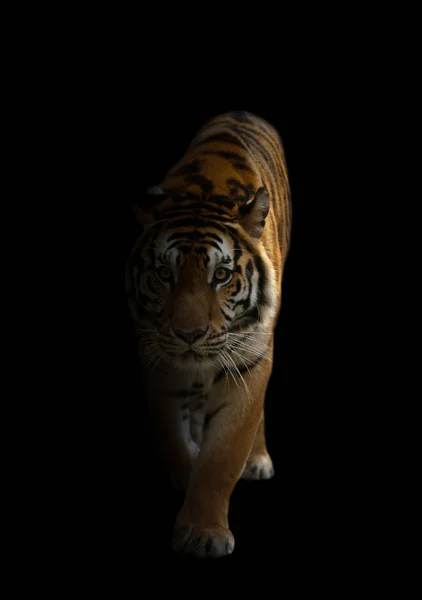 Бенгальский Тигр Бродит Темноте — стоковое фото