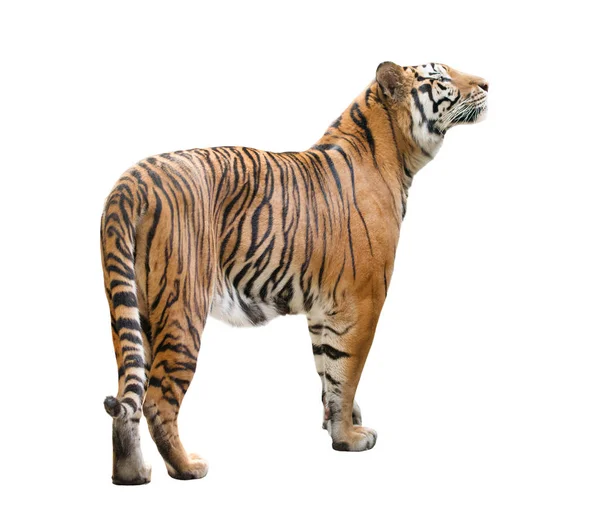 Masculino Bengala Tigre Isolado Fundo Branco — Fotografia de Stock