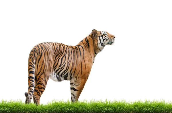 Tigre Bengale Mâle Isolé Sur Fond Blanc — Photo