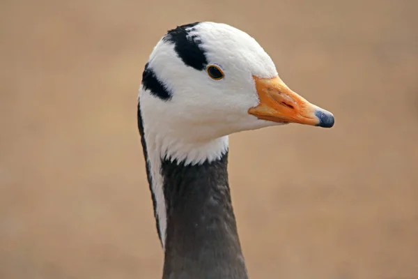 Kopfstudie Bar Headed Goose Anser Indicus — стоковое фото