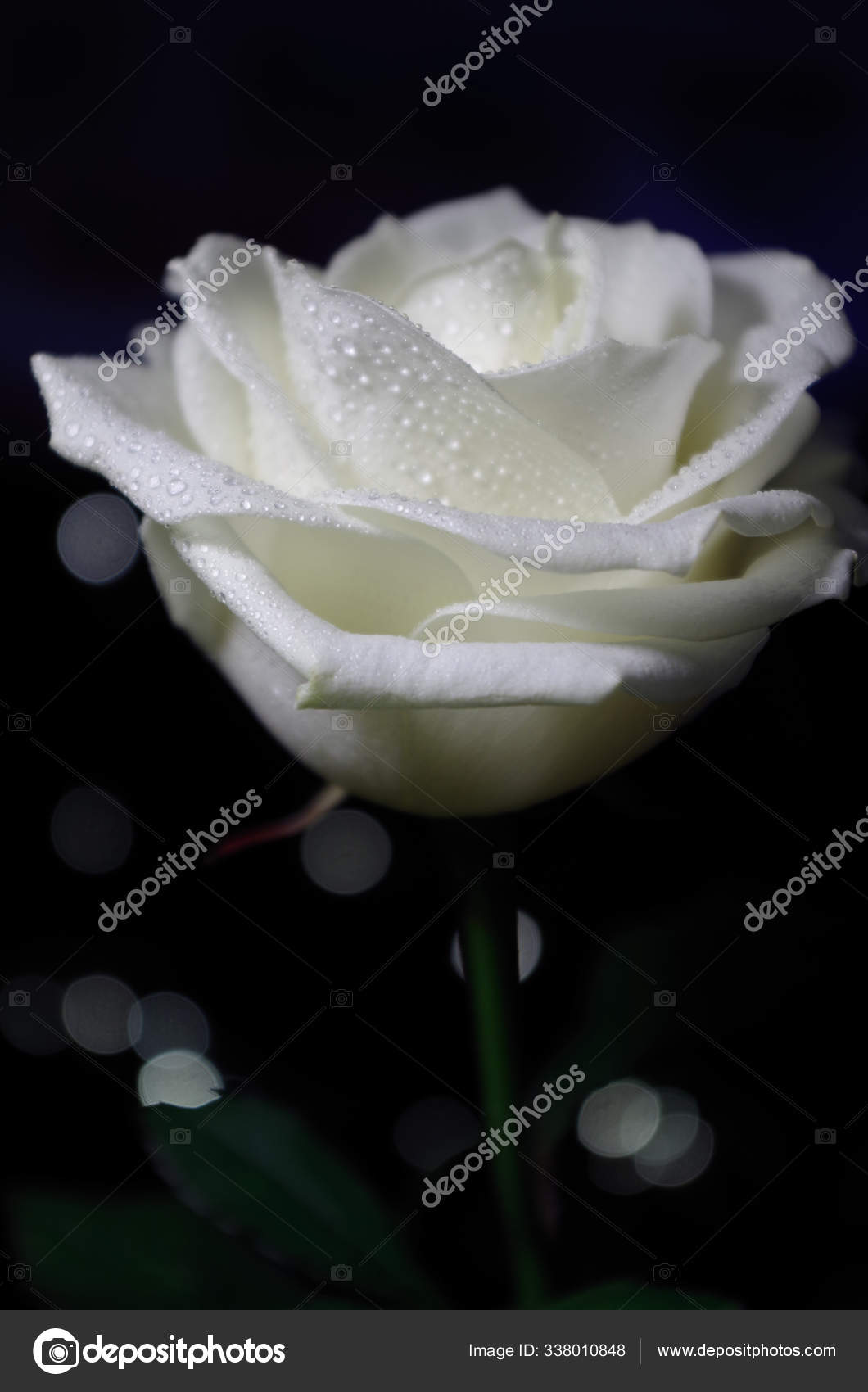 Scenic View Beautiful White Rose Flower — Stock Photo © PantherMediaSeller  #338010848, image size:1060x1700