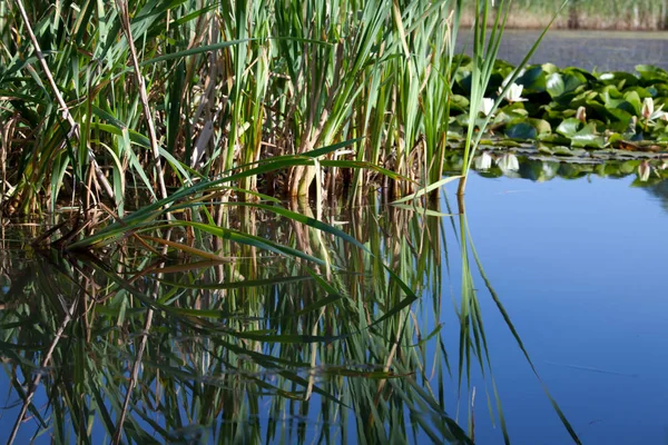 Roseaux Verts Frais Nénuphars Reflétés Dans Eau Calme Étang Dans — Photo