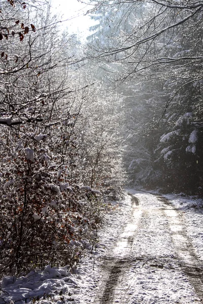 Δασικός Δρόμος Χειμώνα — Φωτογραφία Αρχείου