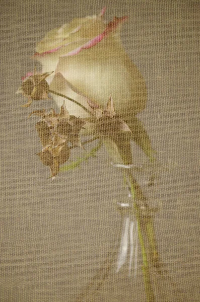 Rose Hips Vase — Stock Photo, Image