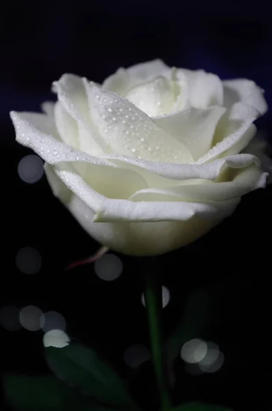 Malebný Pohled Krásné Bílé Růže Květiny — Stock fotografie