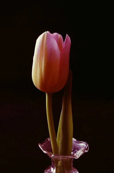 Schöne Aussicht Auf Natürliche Tulpenblumen — Stockfoto