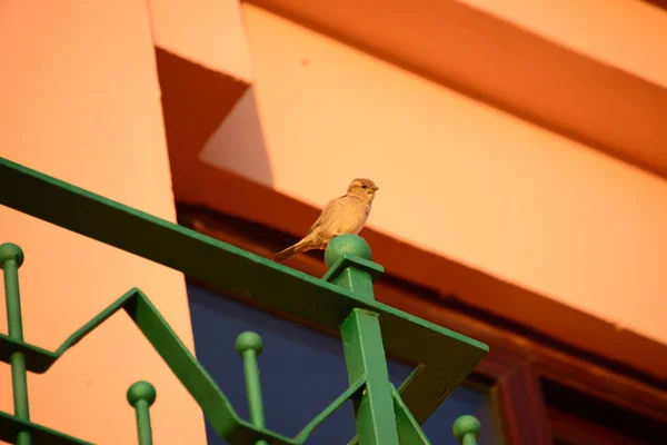 Spanya Nın Ayamonte Kentinde Huelva Eyaletinde Endülüs Özerk Toplumunda Fassaden — Stok fotoğraf