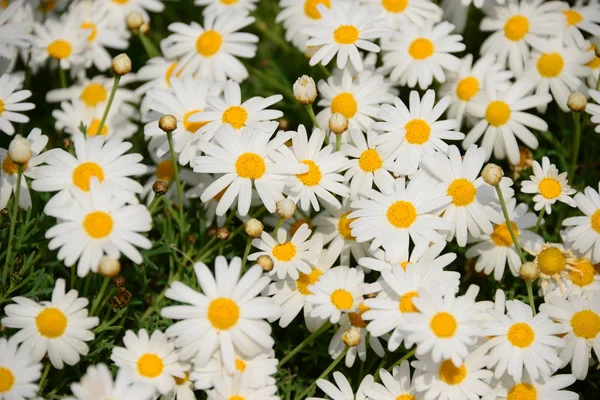 Magisk Blomma Spanien — Stockfoto