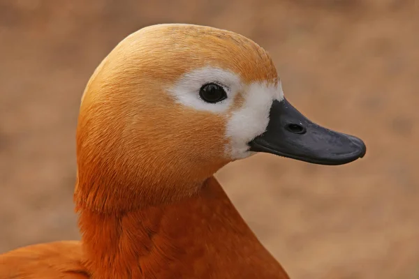 Kahverengi Ördek Portresi — Stok fotoğraf