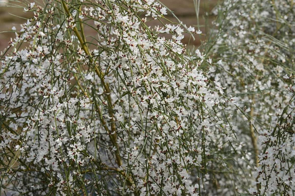 春天开花的苹果树 — 图库照片