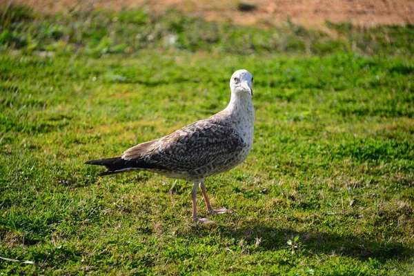 Scenic View Beautiful Gulls Birds — Stock Photo, Image