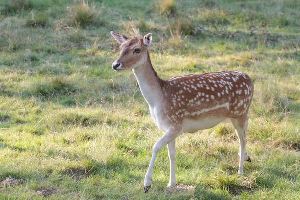 Nieuwsgierig Hert Een Hert Dat Nieuwsgierig Heel Dichtbij Komt Het — Stockfoto