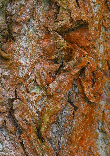 Φλοιός Δένδρων Ξυλεία Από Φύση — Φωτογραφία Αρχείου