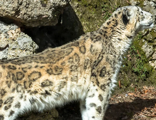 雪のヒョウ捕食動物の猫 — ストック写真