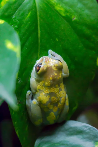 Rana Animal Estanque Anfibios —  Fotos de Stock