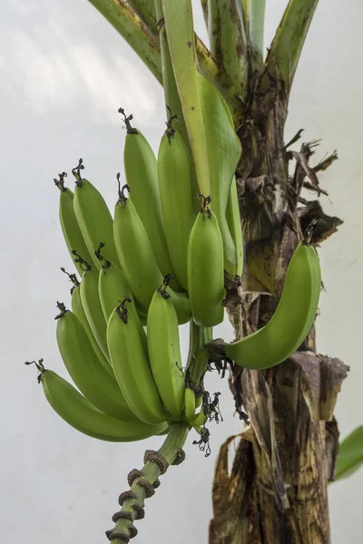 Tropische Bananenboom Exotische Plant — Stockfoto