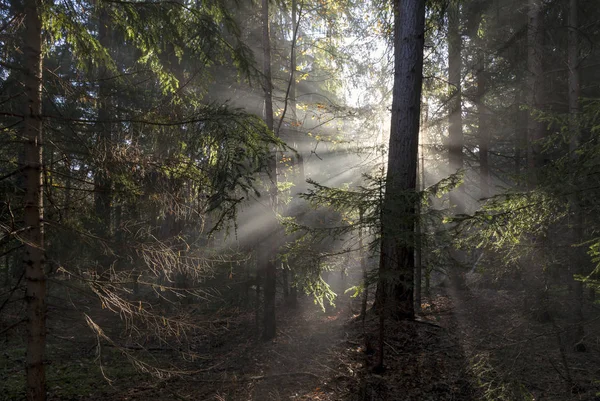 Light Beams Forest — Stock Photo, Image