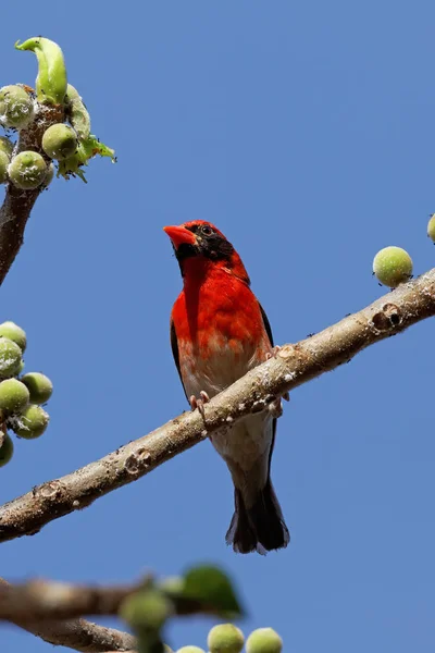 Vista Panorámica Hermoso Pájaro Naturaleza — Foto de Stock