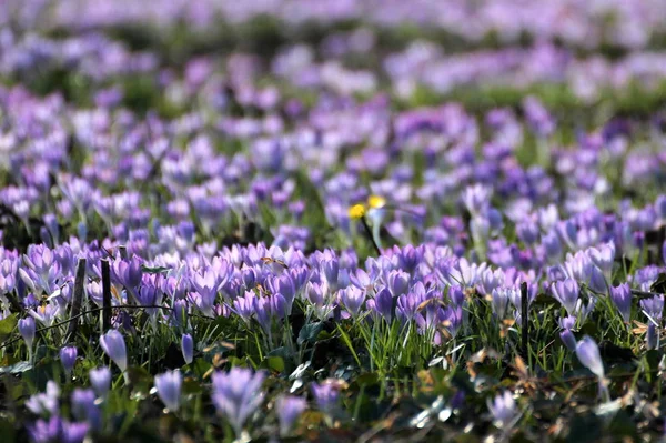 Crocus Çiçekleri Bahar Çiçekleri — Stok fotoğraf