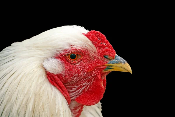 黑色背景下的白色母鸡 — 图库照片