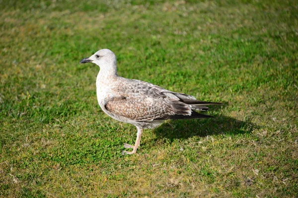 Vacker Utsikt Över Vackra Måsar Fåglar — Stockfoto