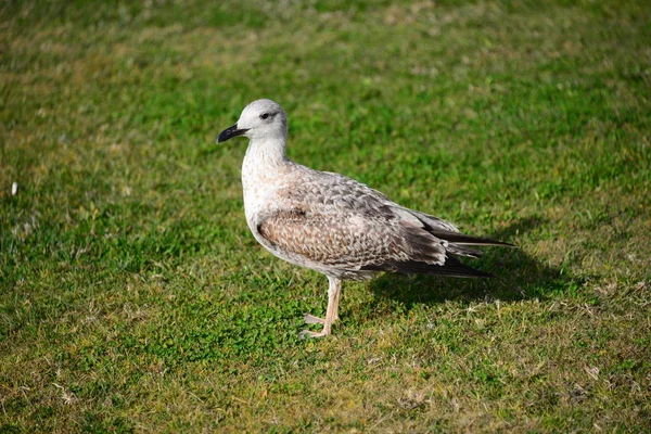 Scenic View Beautiful Gulls Birds — Stock Photo, Image