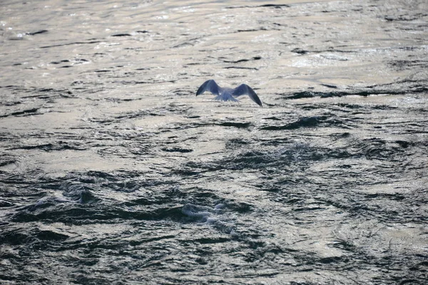 スペインのアサリの海辺 — ストック写真