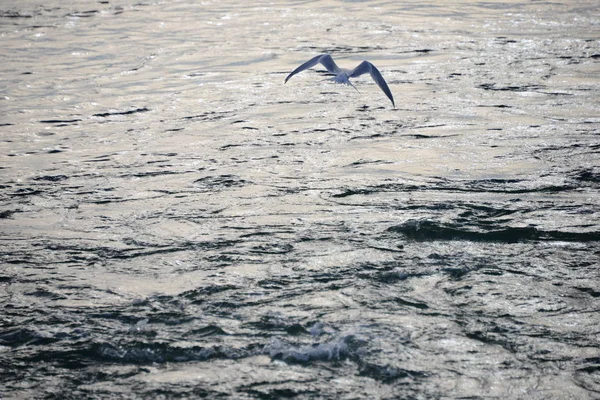 Vista Panorámica Hermosas Gaviotas Aves — Foto de Stock