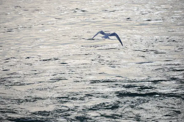 美しいカモメの鳥の風景 — ストック写真