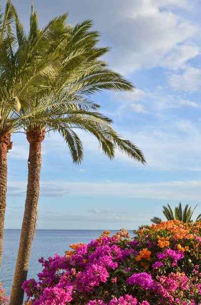 Vista Estiva Tropicale Con Palme Fiori Acqua Blu Dall Isola — Foto Stock