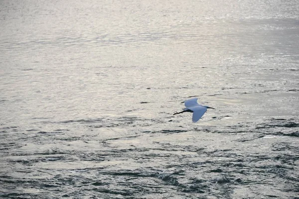 Fischherren Fliegen Spanien — Stockfoto