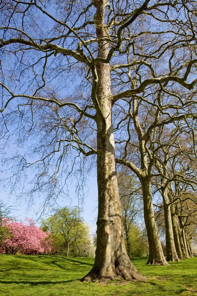 Stromy Hyde Parku Londýně Velká Británie — Stock fotografie